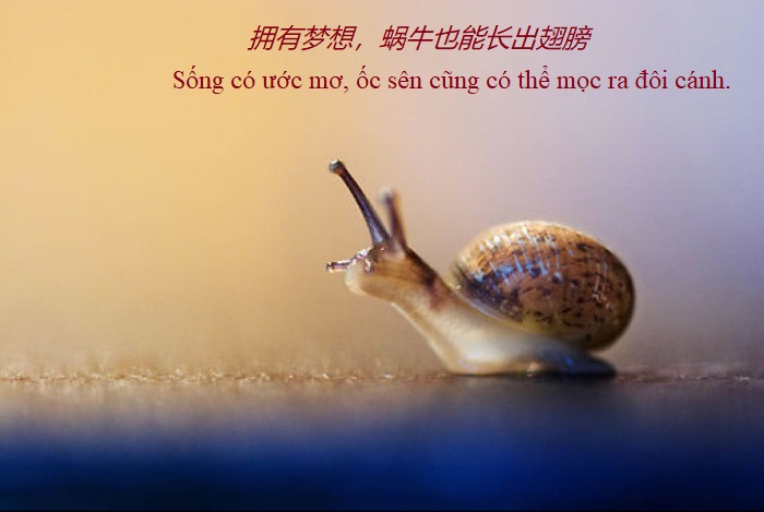 Những Câu Nói Tiếng Trung Hay Về Cuộc Sống, Ước Mơ