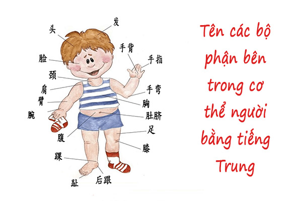 Từ Vựng Về Bộ Phận Cơ Thể Người Tiếng Trung